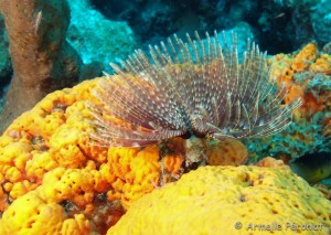 Malendure - îlet Pigeon